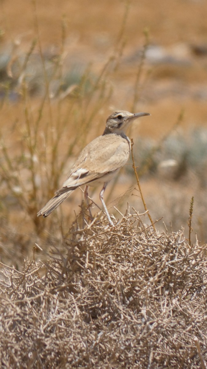Greater Hoopoe-Lark - ML644020877