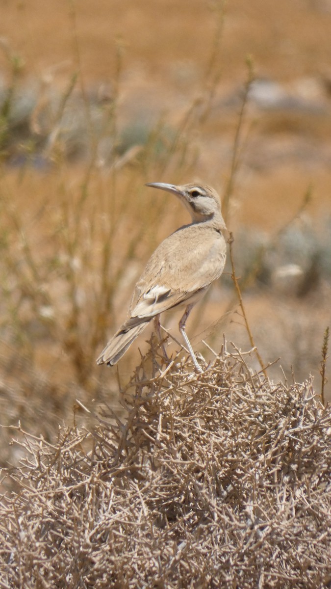 Greater Hoopoe-Lark - ML644020878