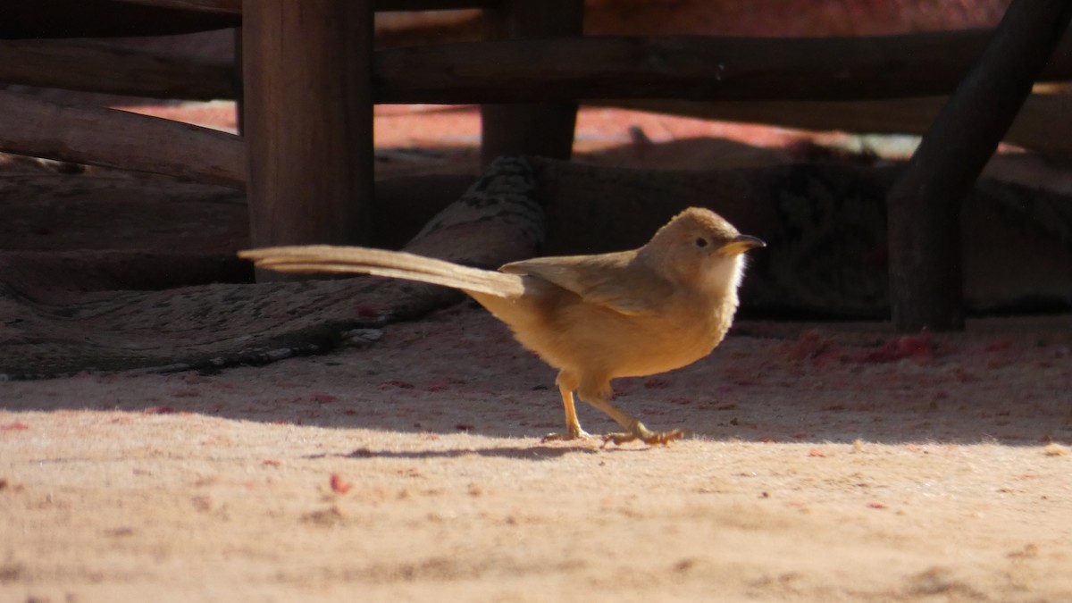 Fulvous Chatterer - ML644020879