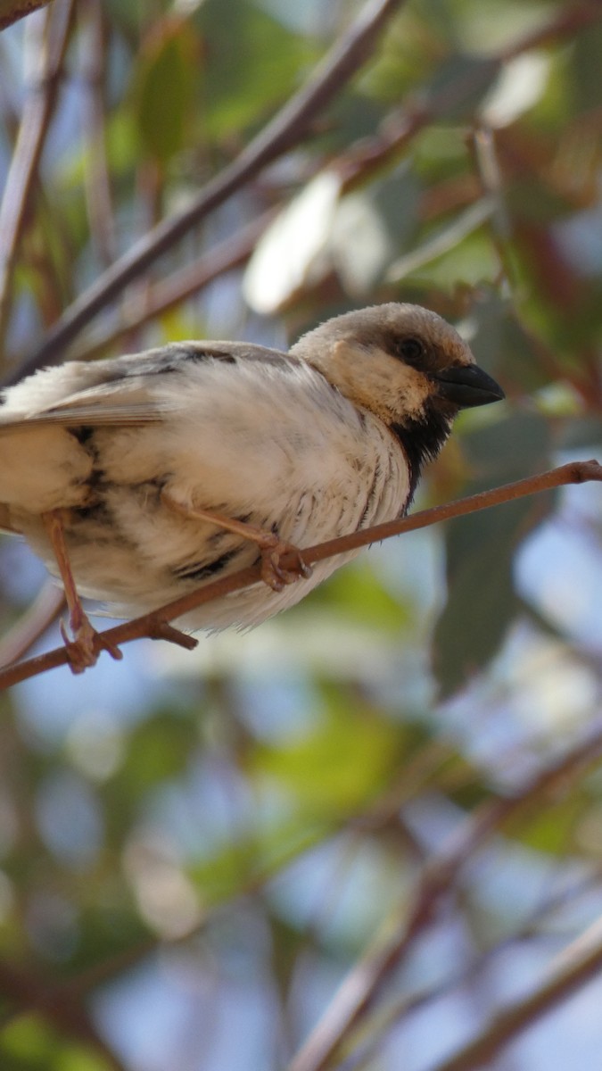 Desert Sparrow - ML644020884