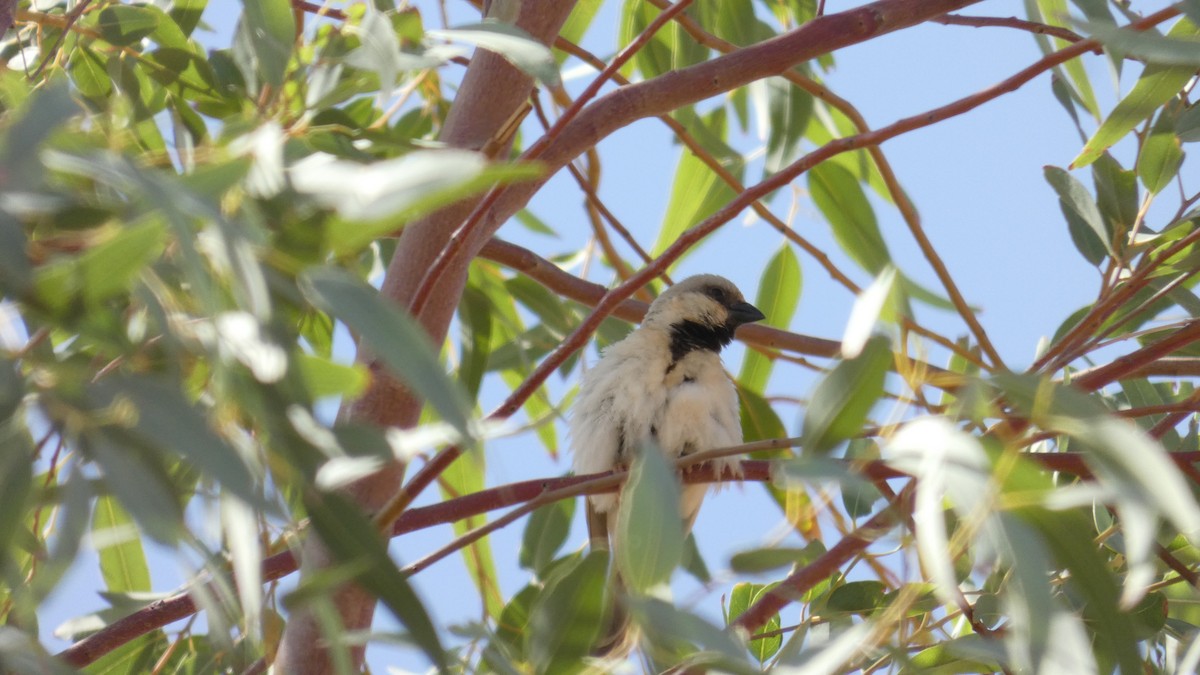 Desert Sparrow - ML644020885