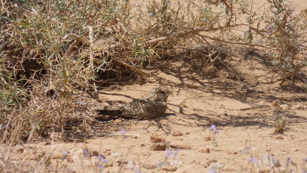 Egyptian Nightjar - ML644020897