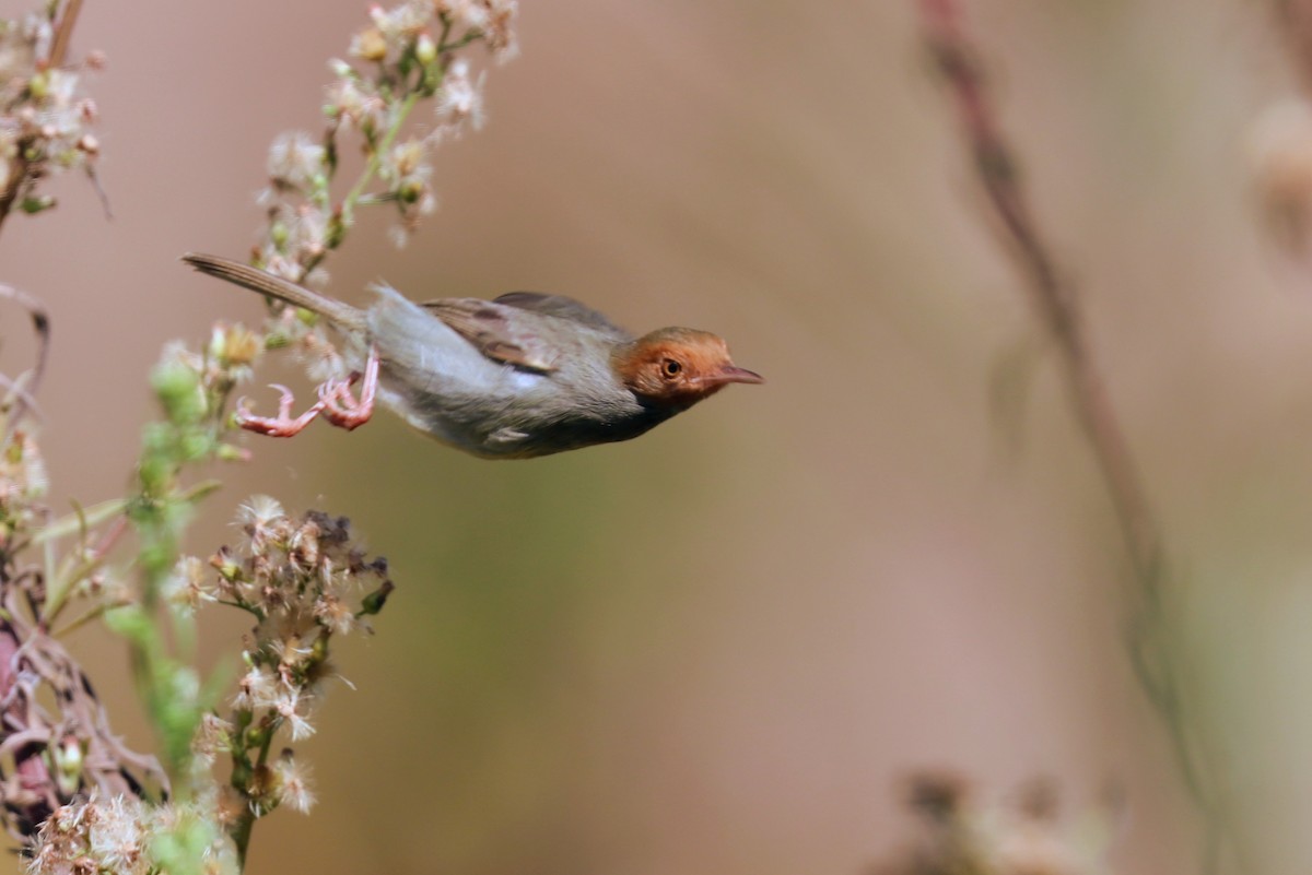 Olive-backed Tailorbird - ML644020901