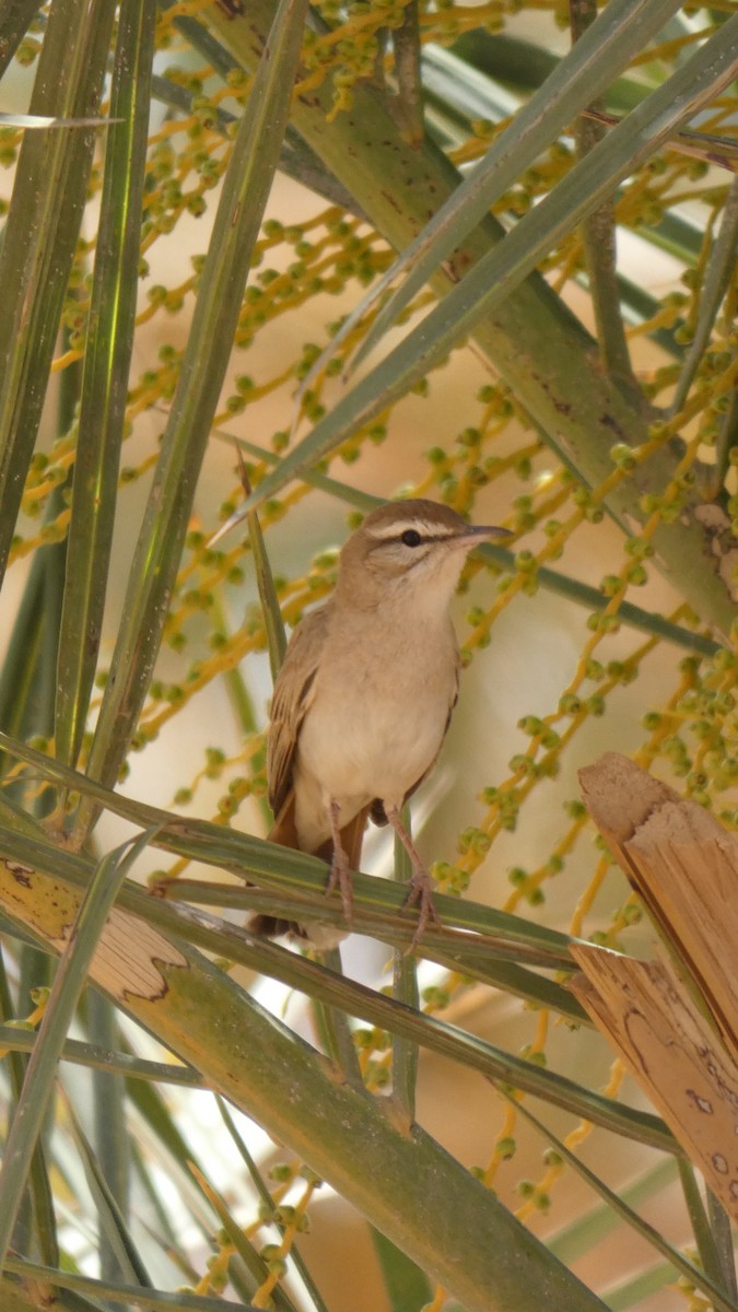 Rufous-tailed Scrub-Robin - ML644020905
