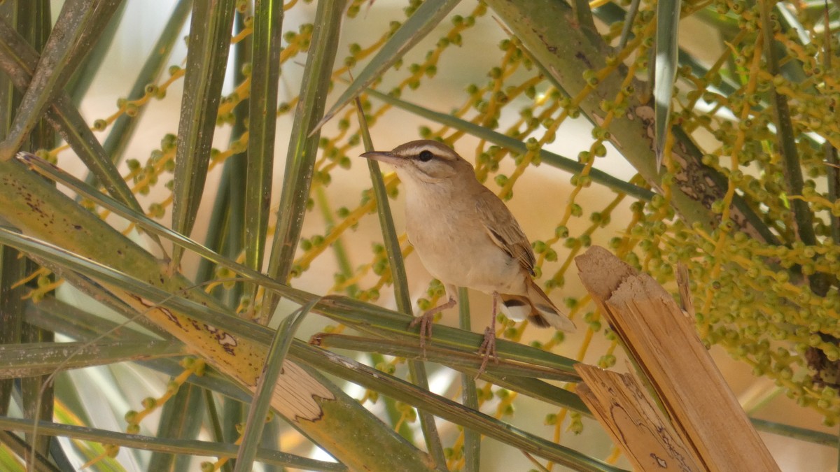 Rufous-tailed Scrub-Robin - ML644020906