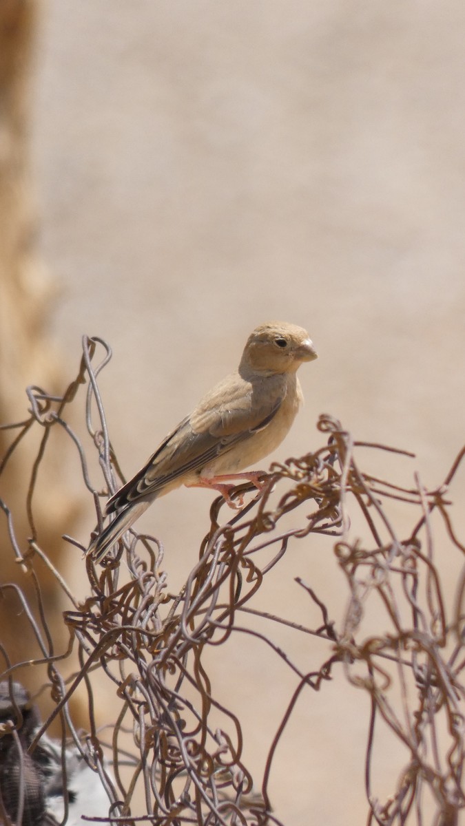 Trumpeter Finch - ML644020908