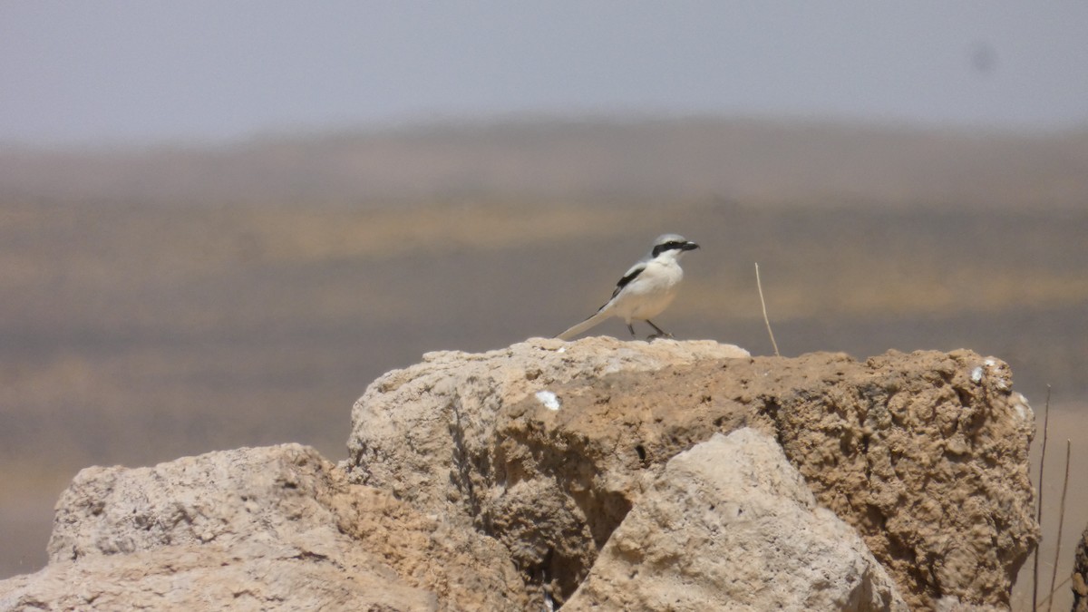 西方灰伯勞(elegans群) - ML644020913