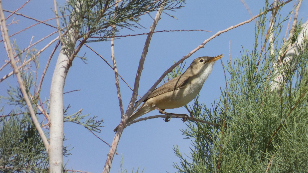שיחנית מערבית - ML644020916