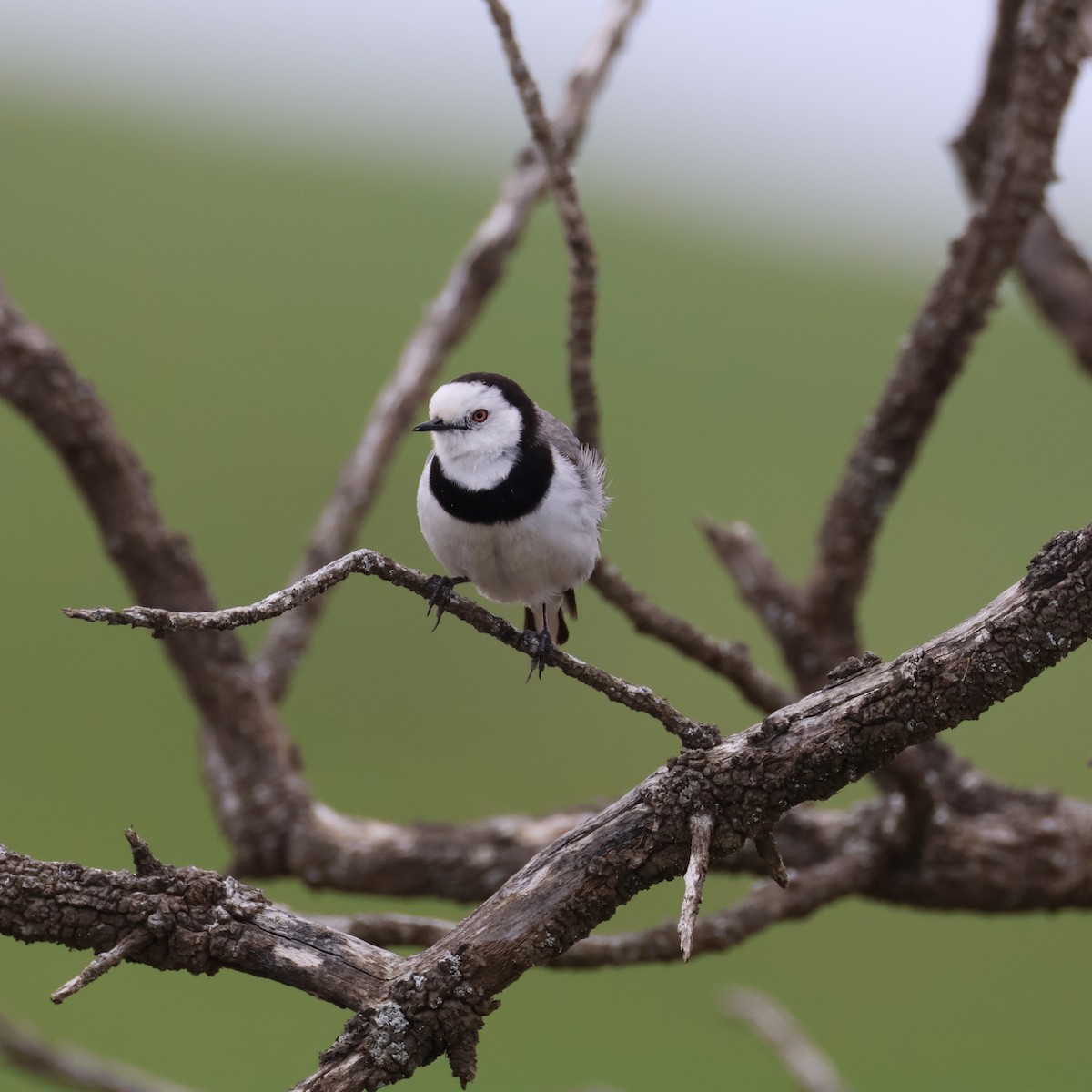 White-fronted Chat - ML644020926