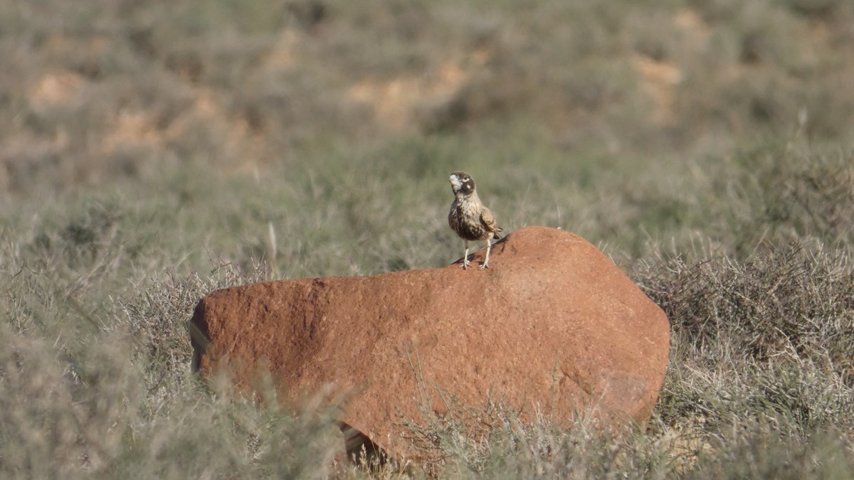 Thick-billed Lark - ML644020927