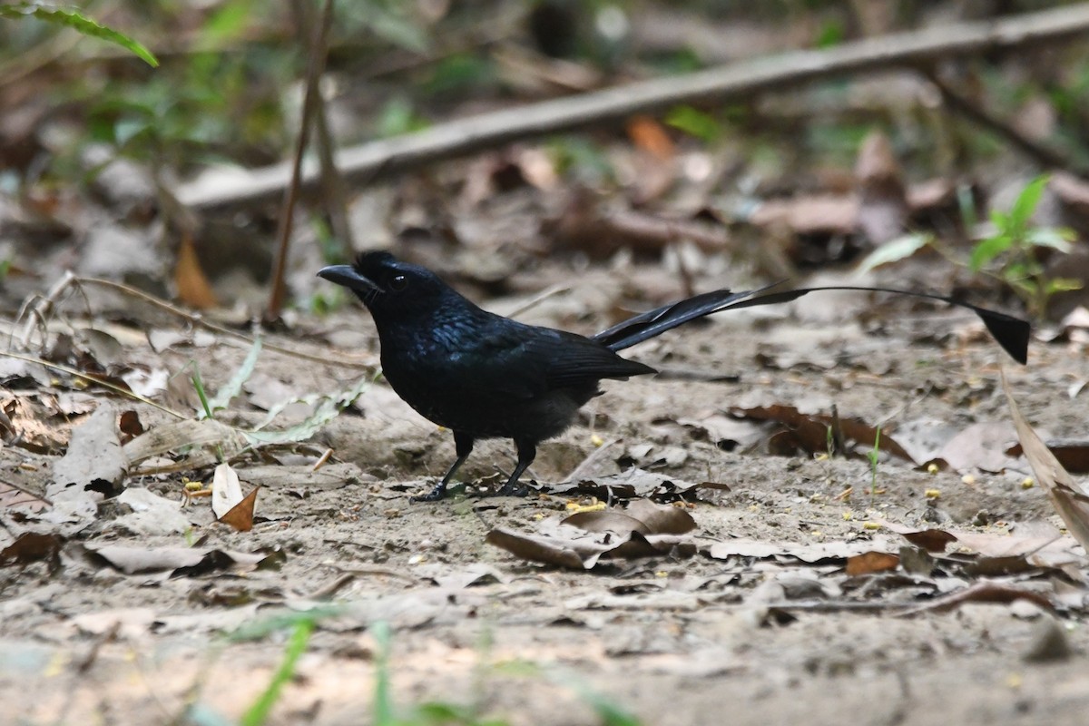 Greater Racket-tailed Drongo - ML644020928