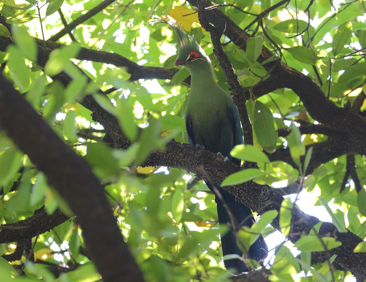 シャローエボシドリ - ML644020931