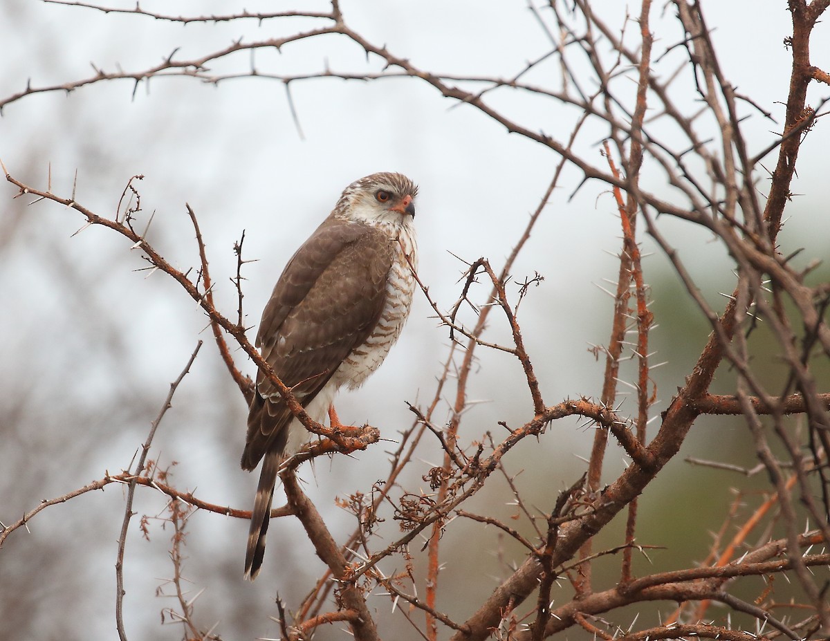 Gabar Goshawk - ML644020945