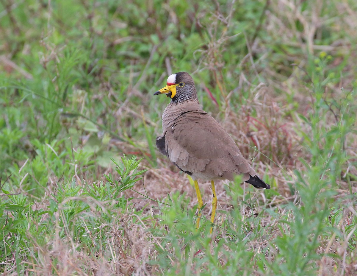Wattled Lapwing - ML644020954