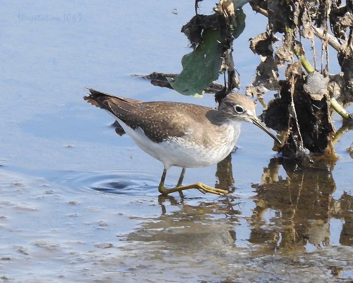 Solitary Sandpiper - ML644020955