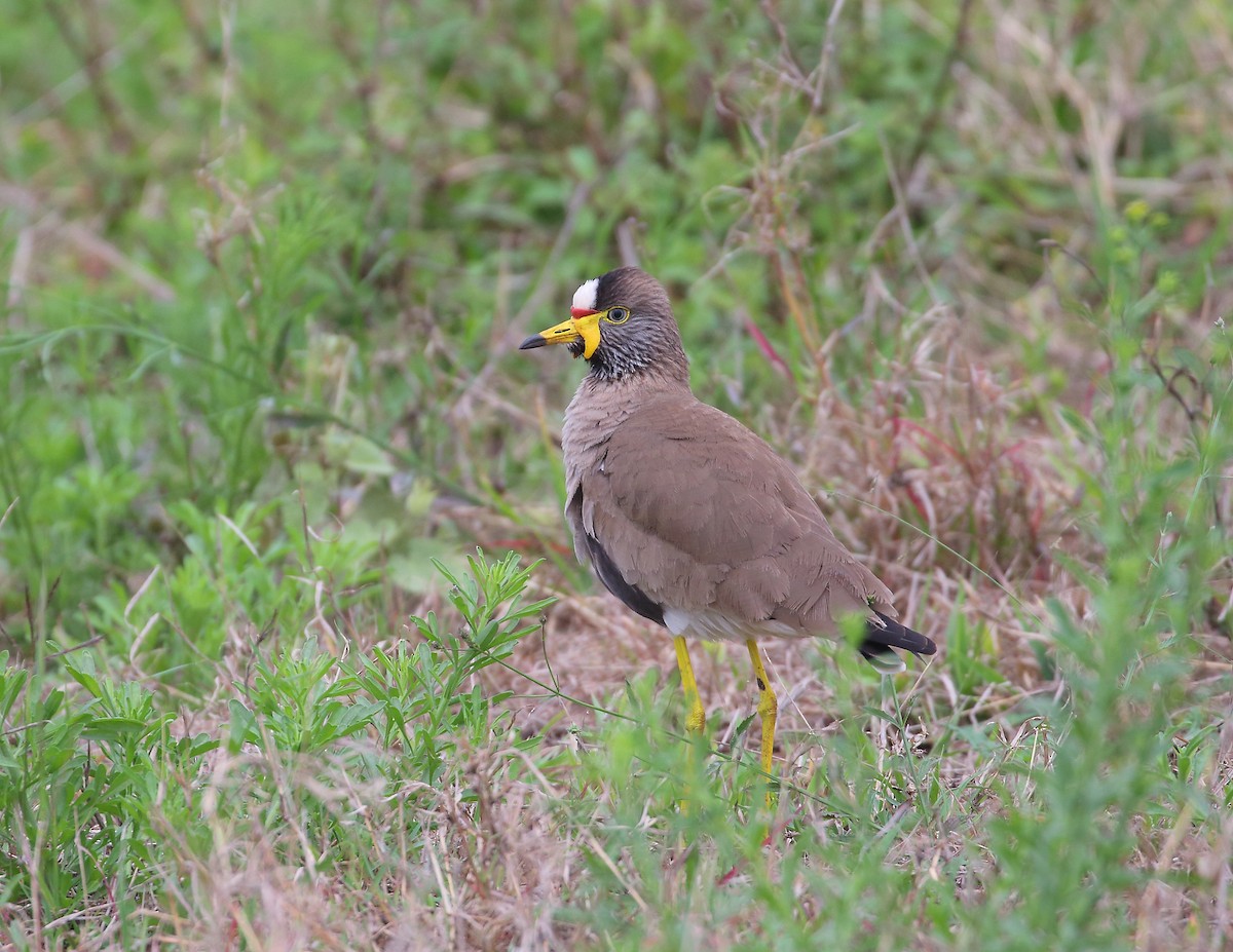 Wattled Lapwing - ML644020956