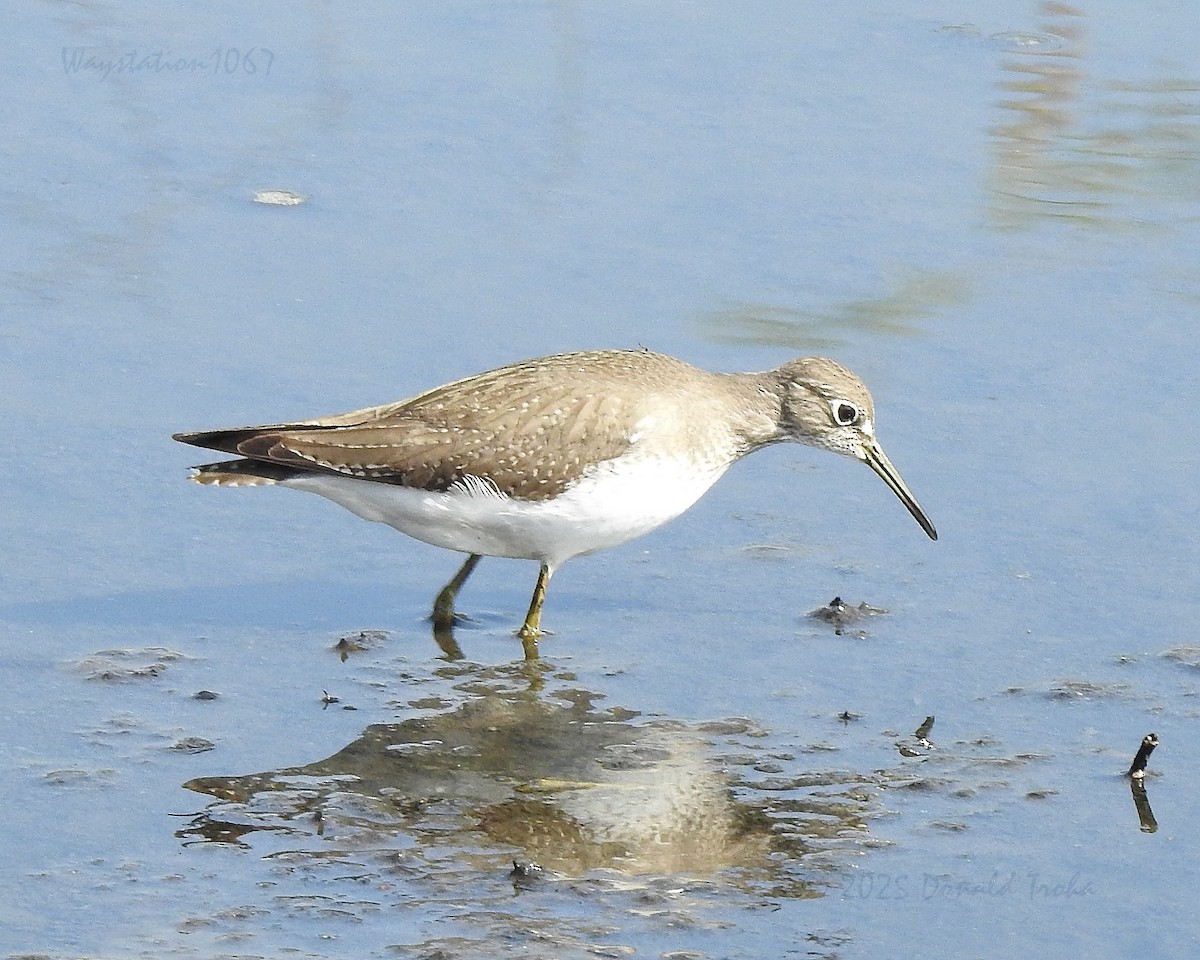 Solitary Sandpiper - ML644020960