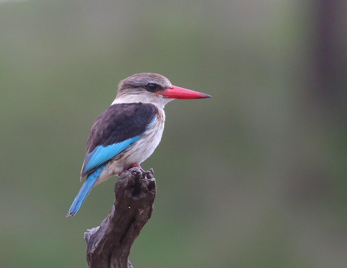 Brown-hooded Kingfisher - ML644020961