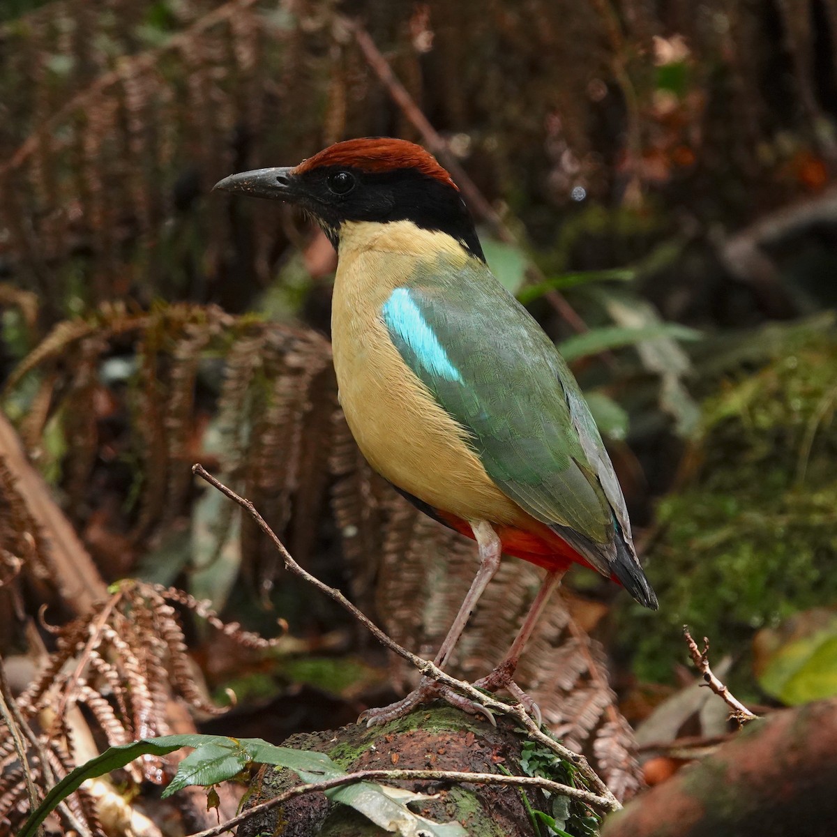Noisy Pitta - ML644020963