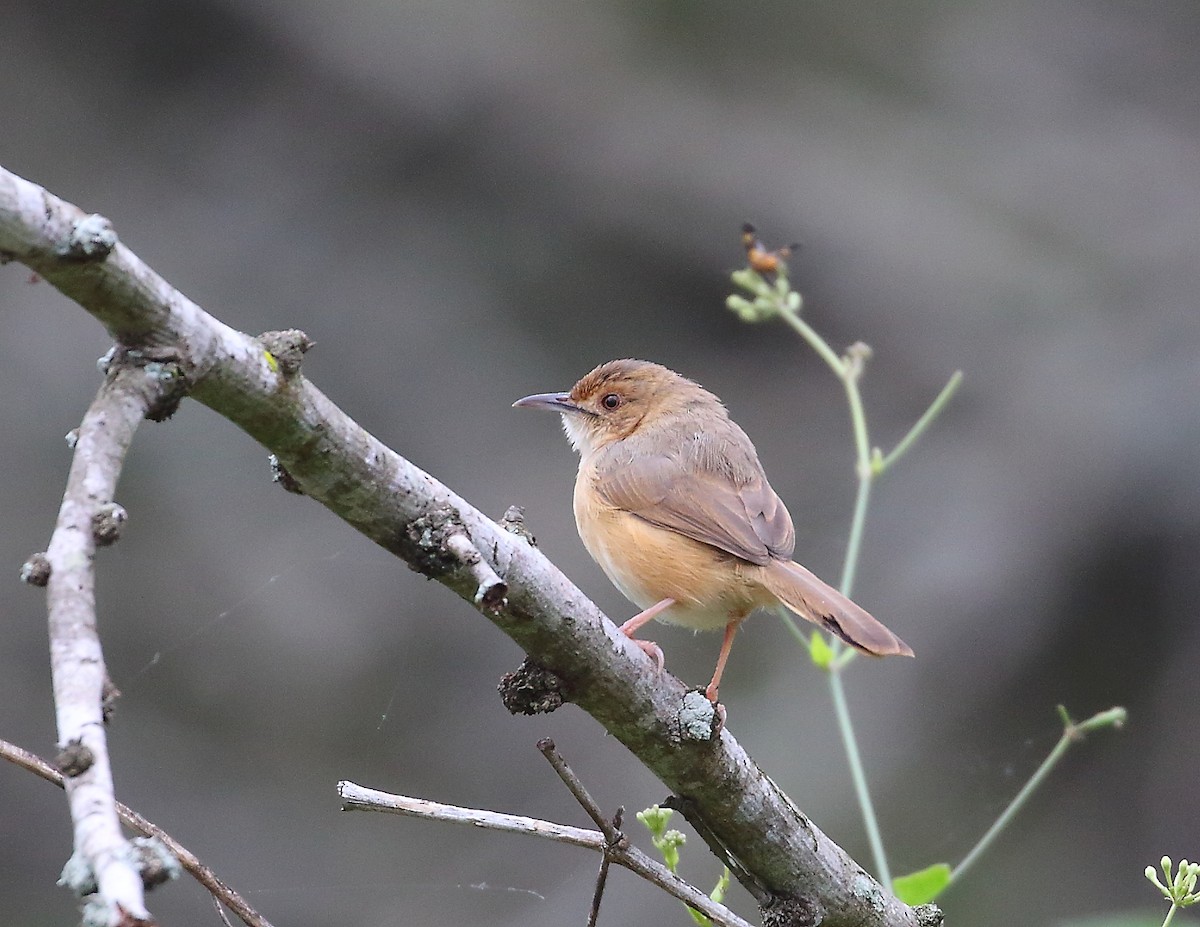 Red-faced Cisticola - ML644020974