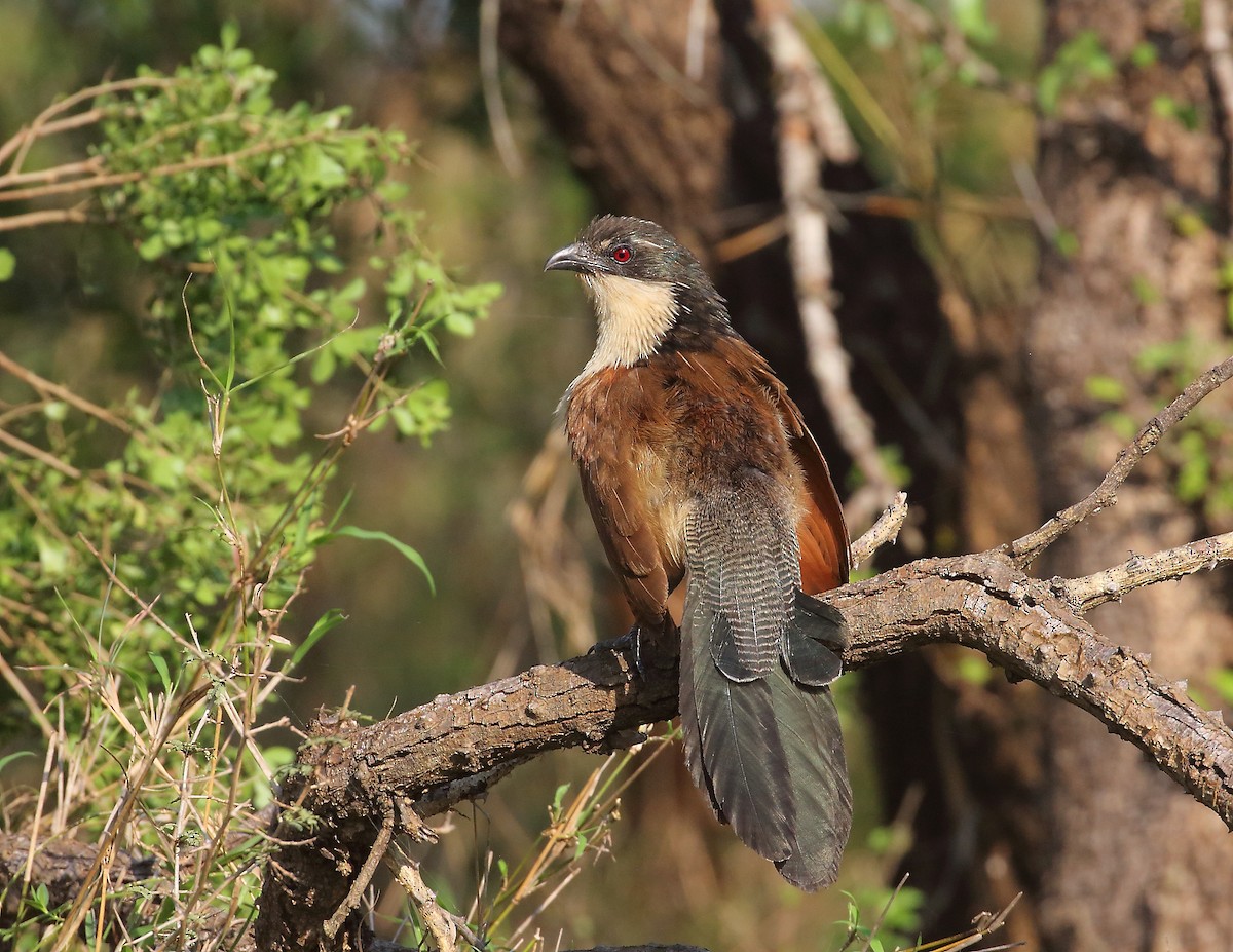 Burchell's Coucal - ML644020980