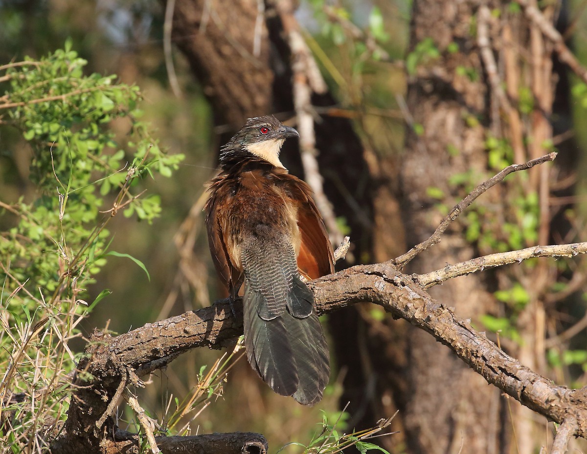 Burchell's Coucal - ML644020981