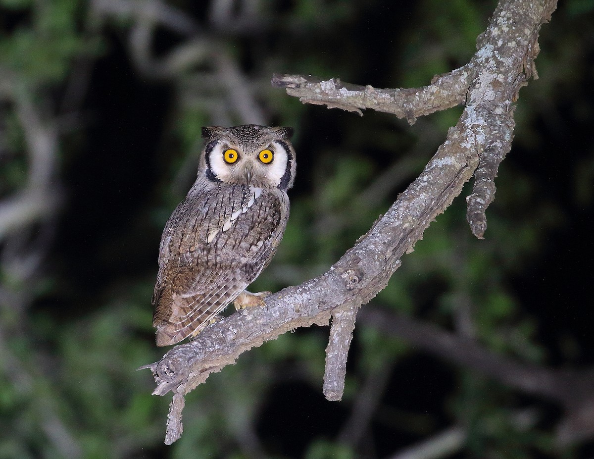 Southern White-faced Owl - ML644020994