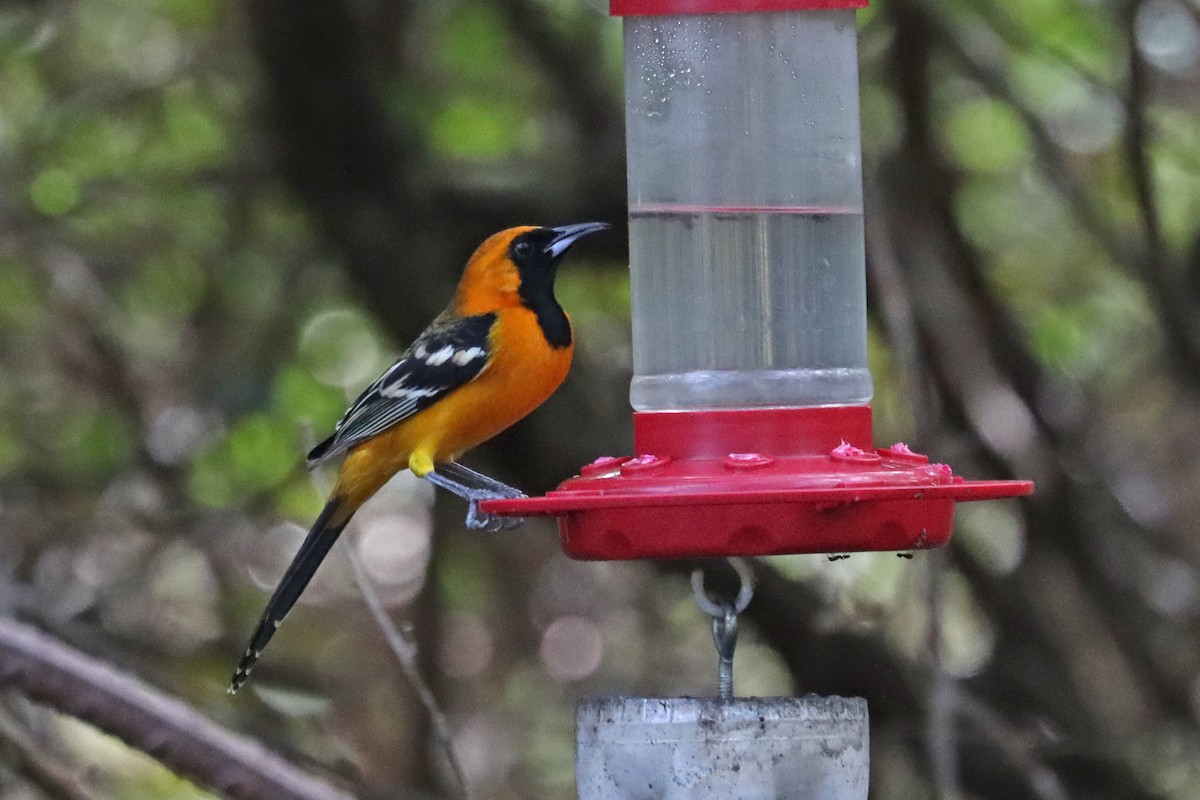 Hooded Oriole - ML644020995