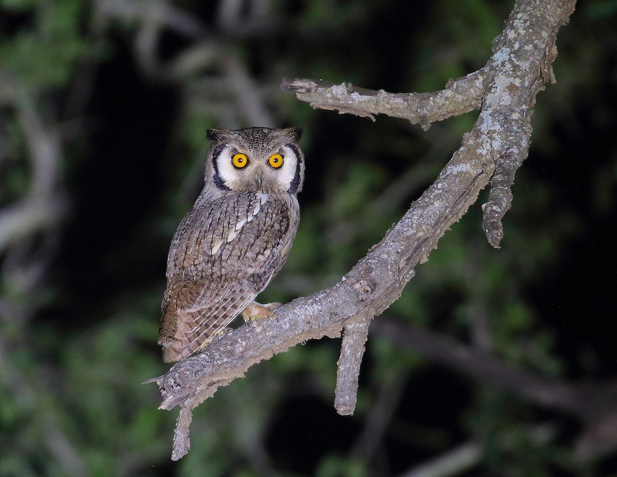 Southern White-faced Owl - ML644020996
