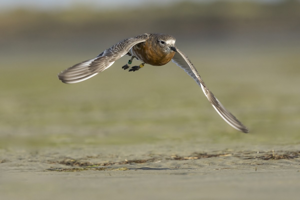 Red-breasted Dotterel (Southern) - ML644021002