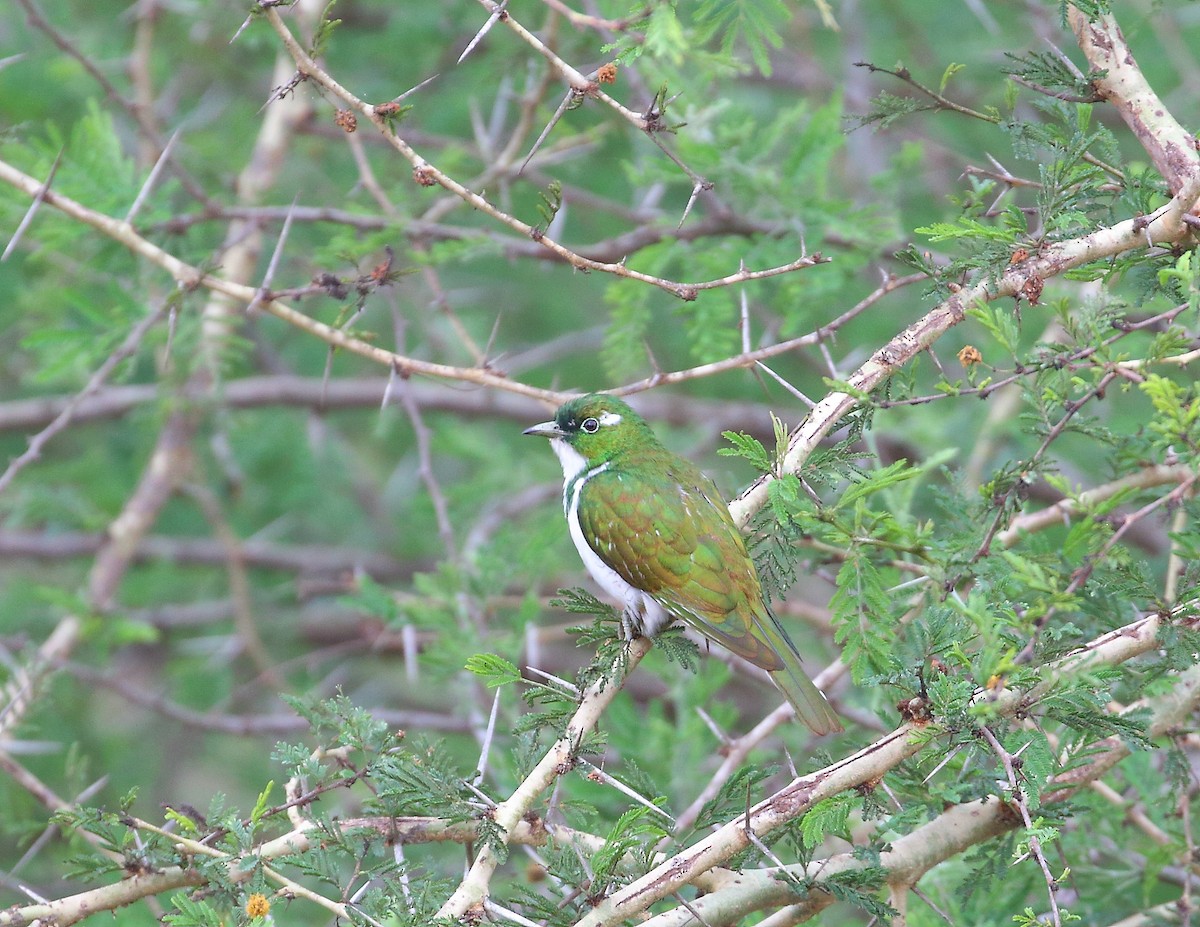 Klaas's Cuckoo - ML644021006