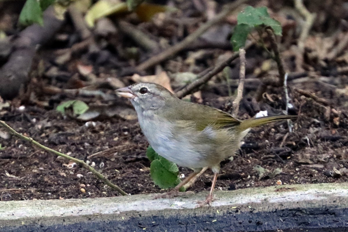 Olive Sparrow - ML644021008