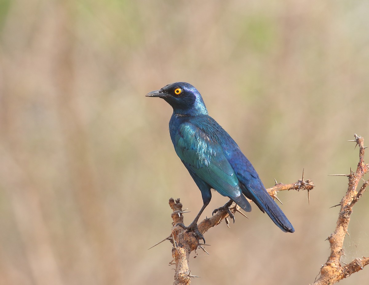 Cape Starling - ML644021013
