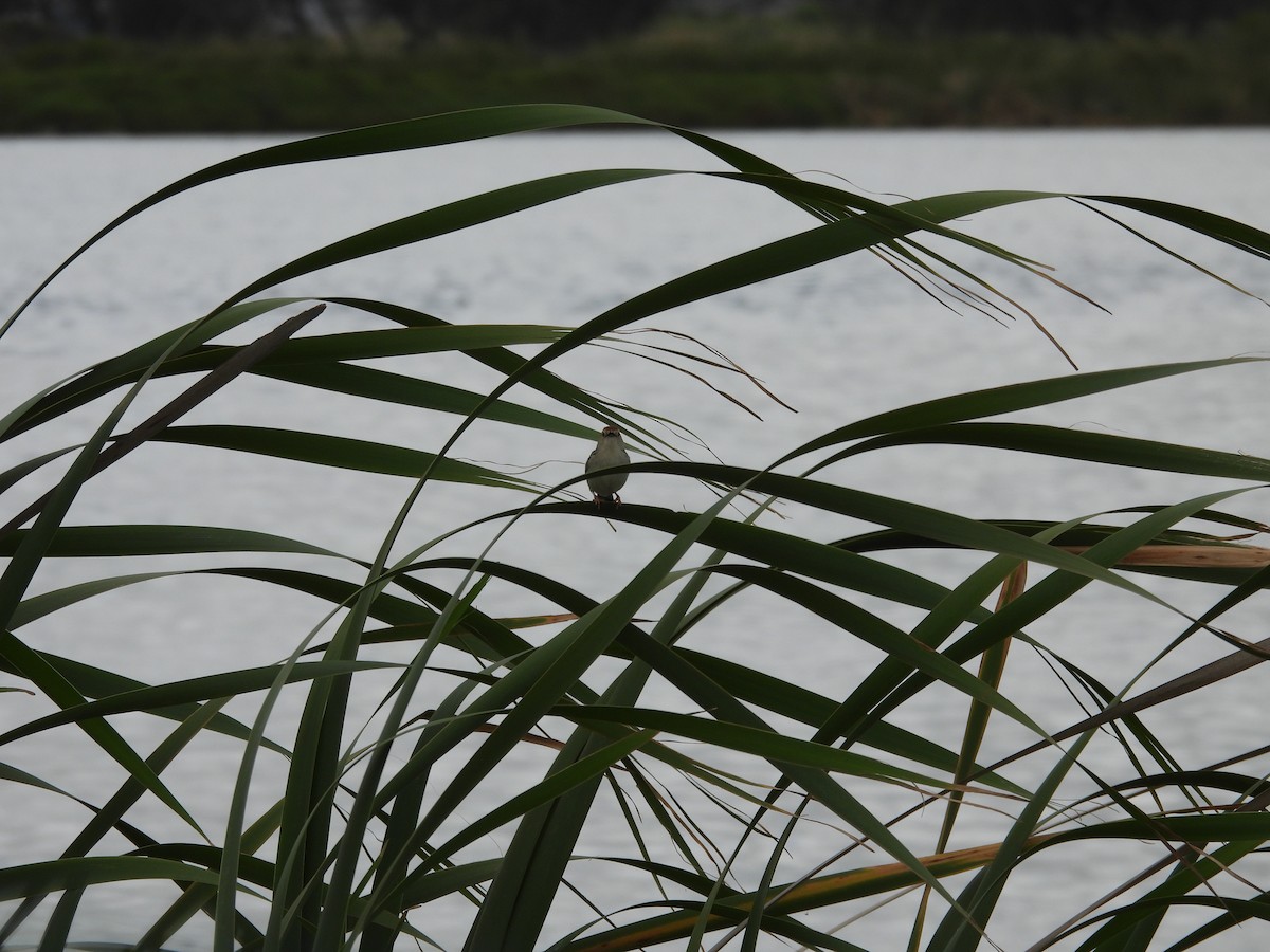 Lesser Swamp Warbler - ML644021019