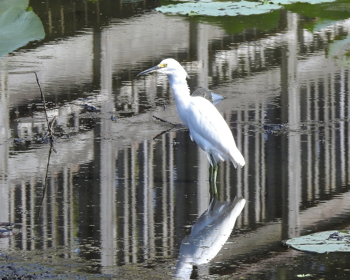 Snowy Egret - ML644021034