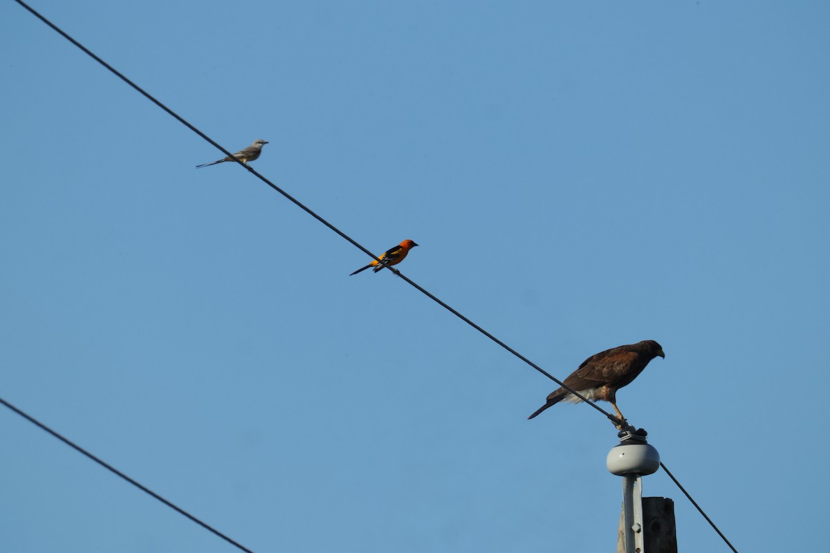 Altamira Oriole - ML644021039