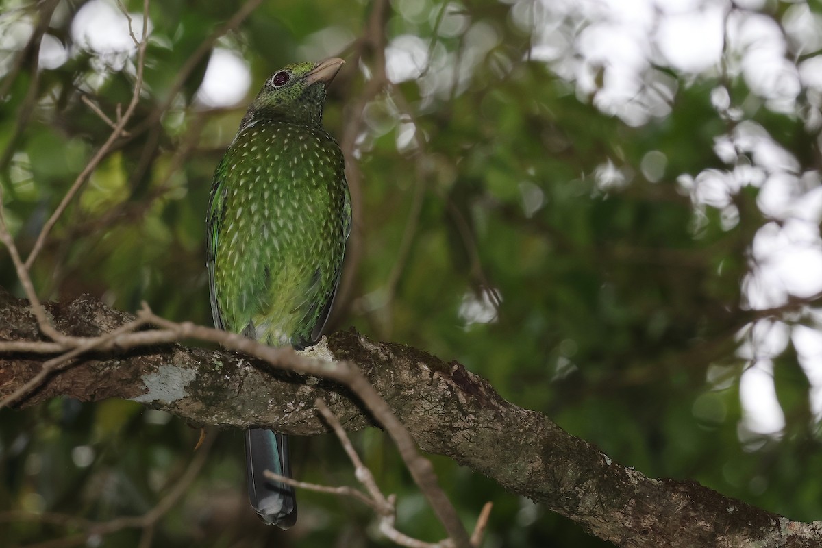 Green Catbird - ML644021041