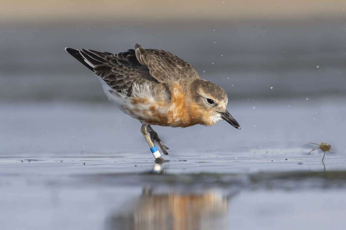 Red-breasted Dotterel (Southern) - ML644021052