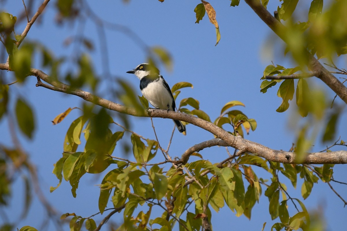 Senegal Batis - ML644021055