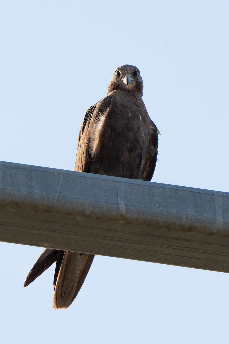 Black Falcon - ML644021057