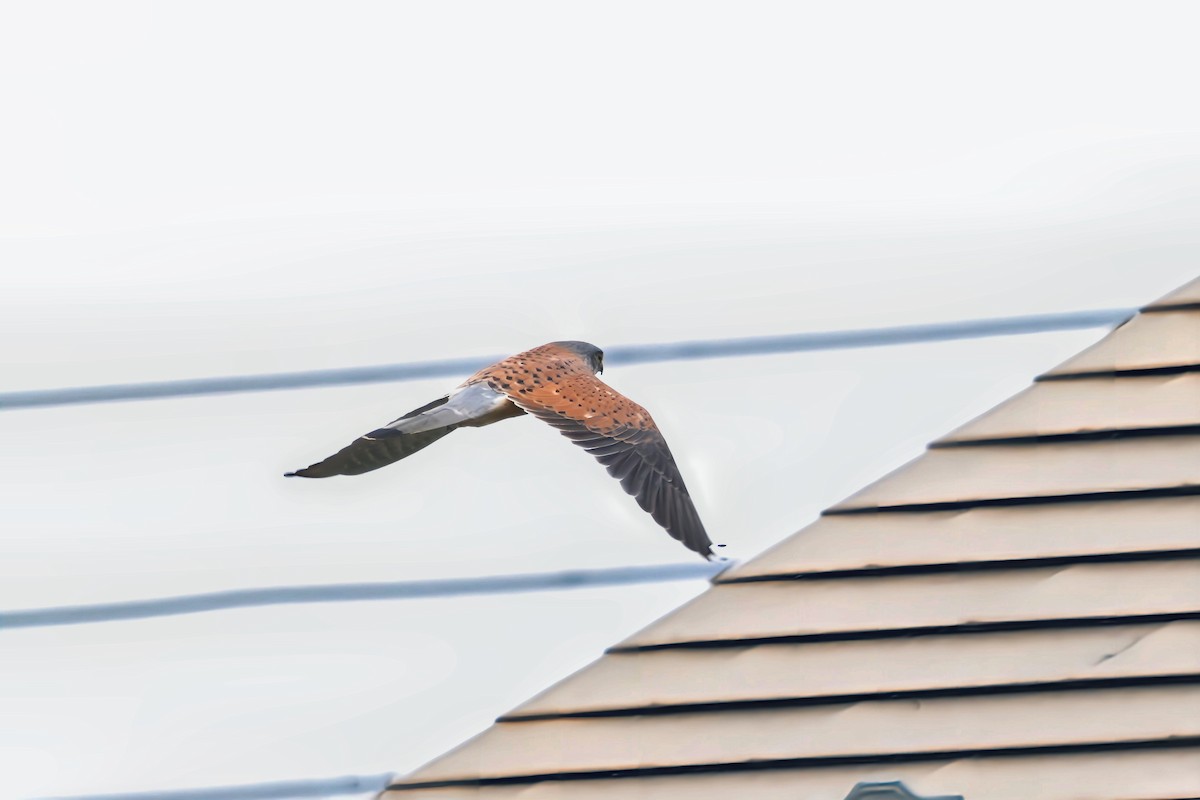 Eurasian Kestrel - ML644021069