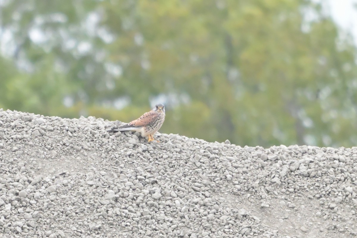 Eurasian Kestrel - ML644021070