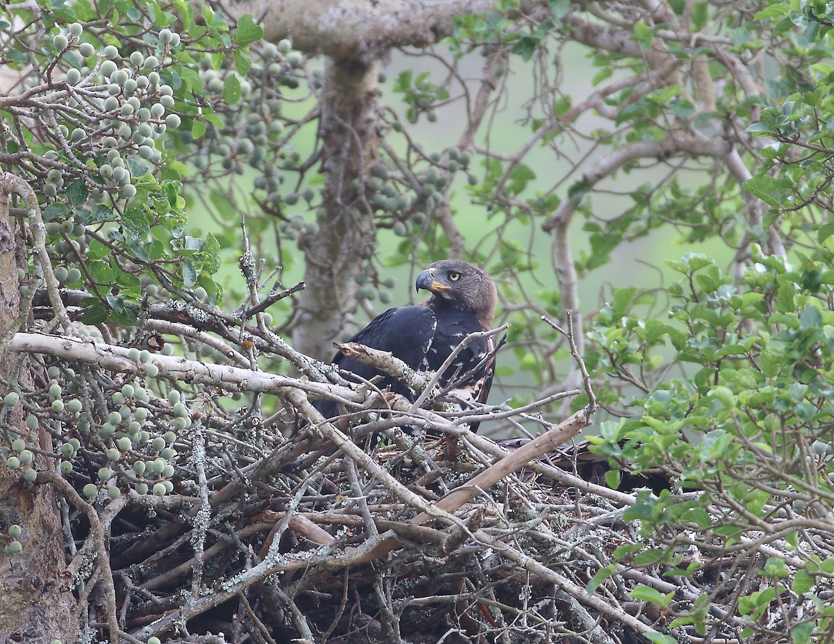Crowned Eagle - ML644021075