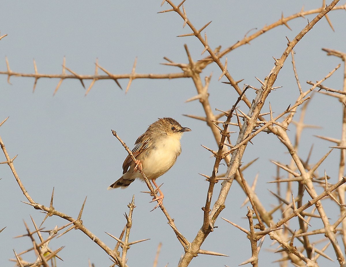 Croaking Cisticola - ML644021076