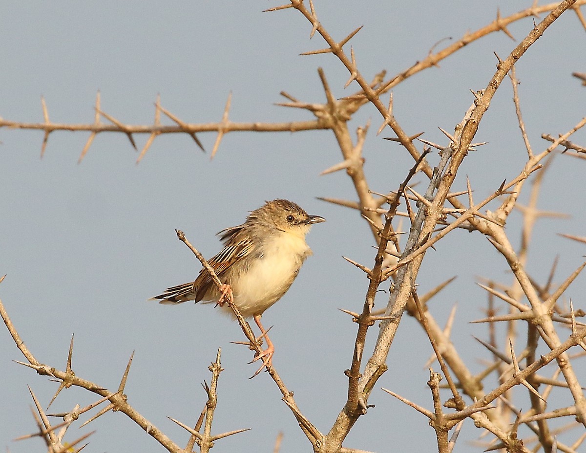 Croaking Cisticola - ML644021077