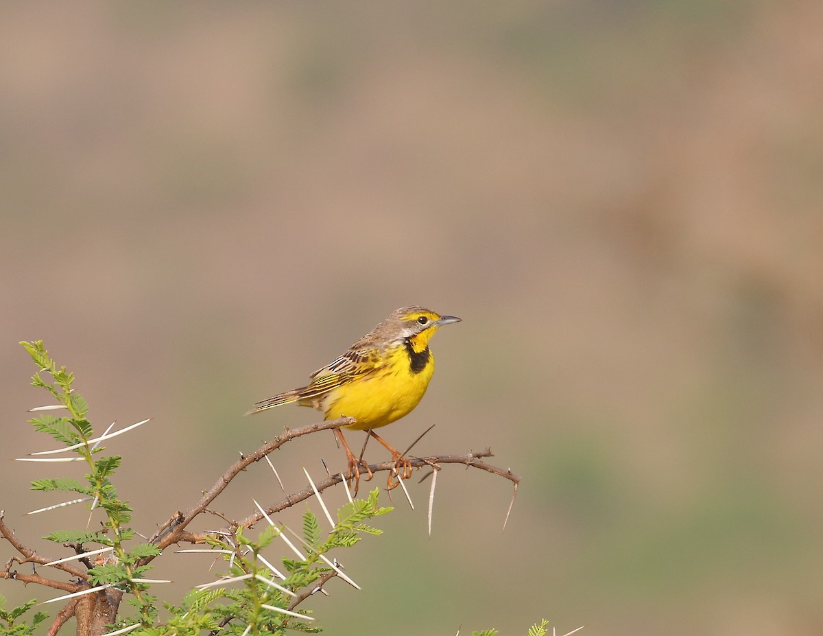 Yellow-throated Longclaw - ML644021078