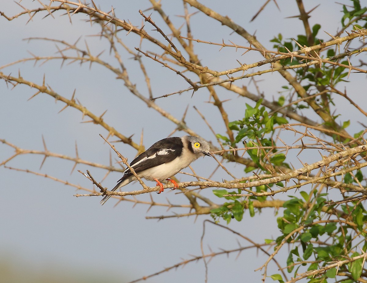 White-crested Helmetshrike - ML644021079