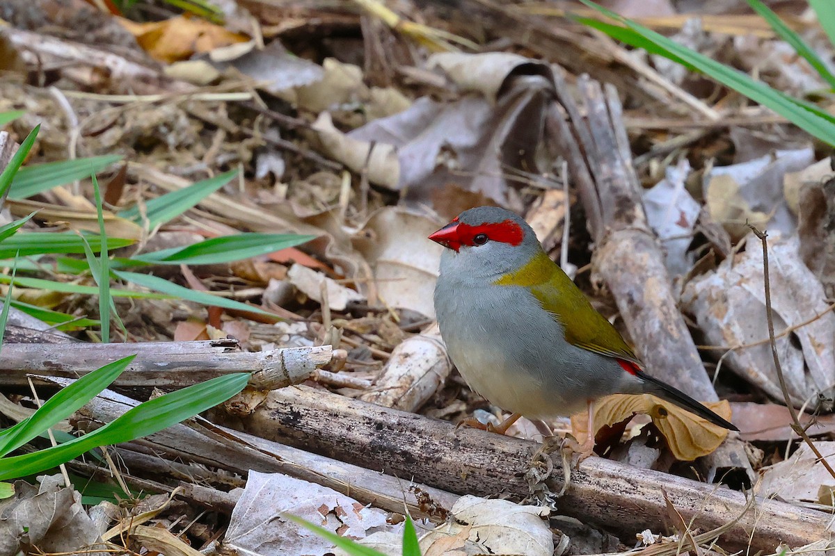 Red-browed Firetail - ML644021090