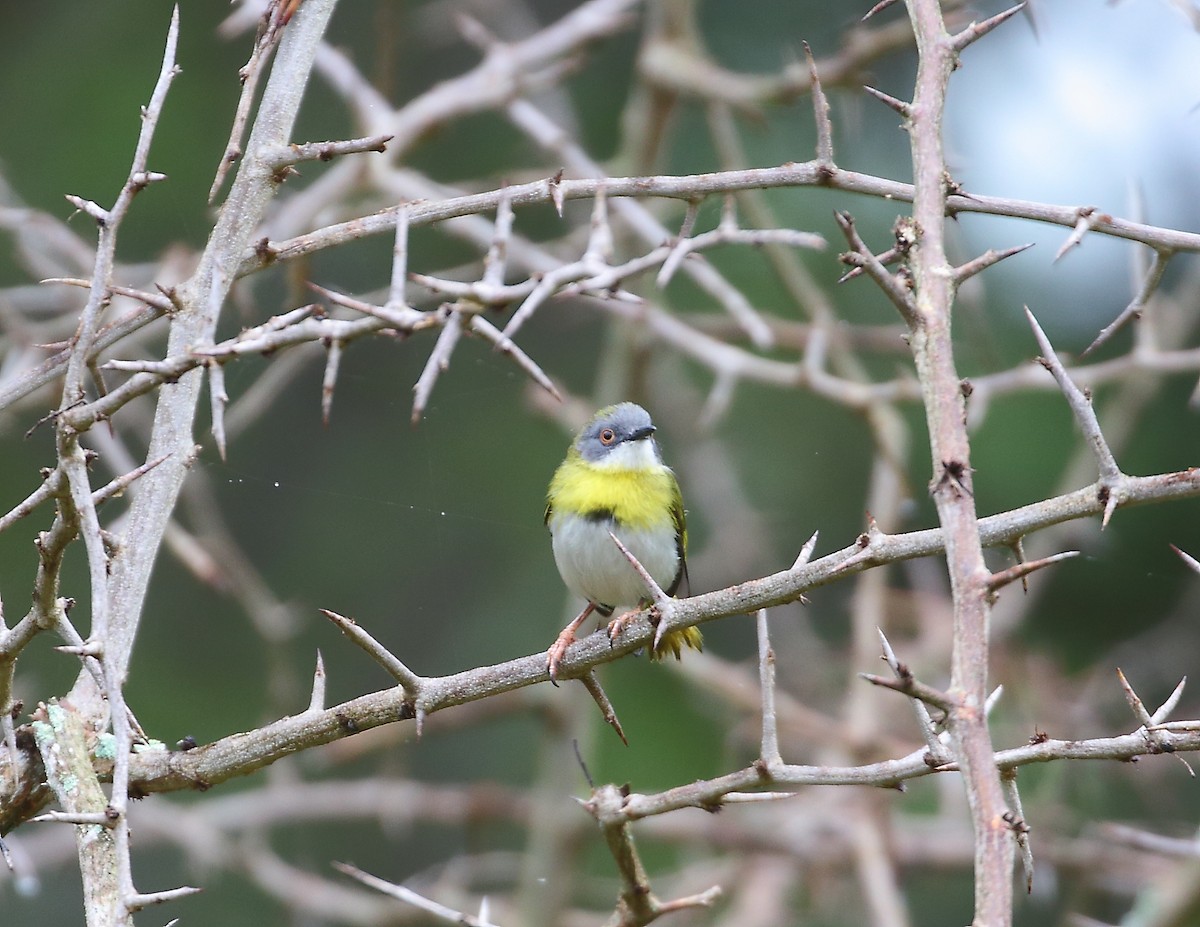 Yellow-breasted Apalis - ML644021091
