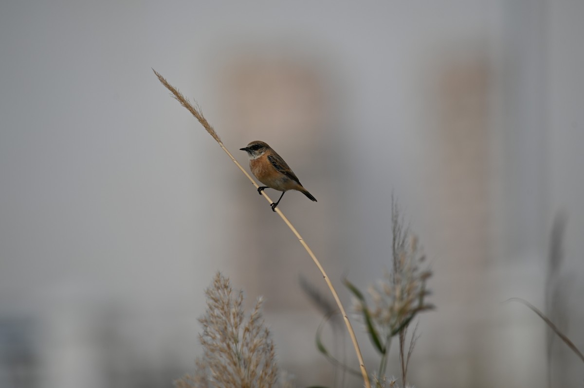 Siberian Stonechat - ML644021092